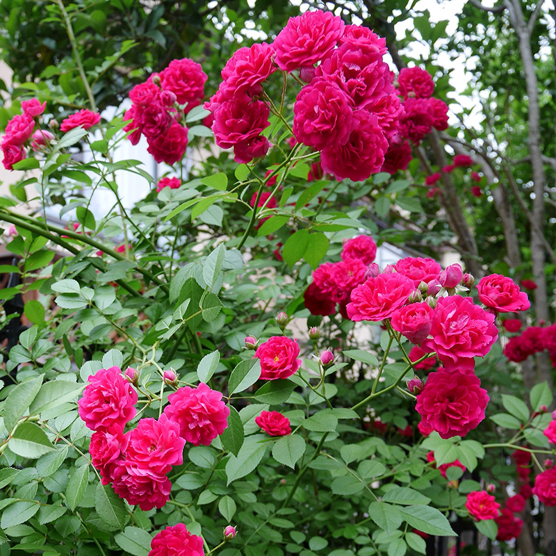黄木香花苗爬藤植物红白木香树苗大苗室内庭院四季开花耐寒盆栽