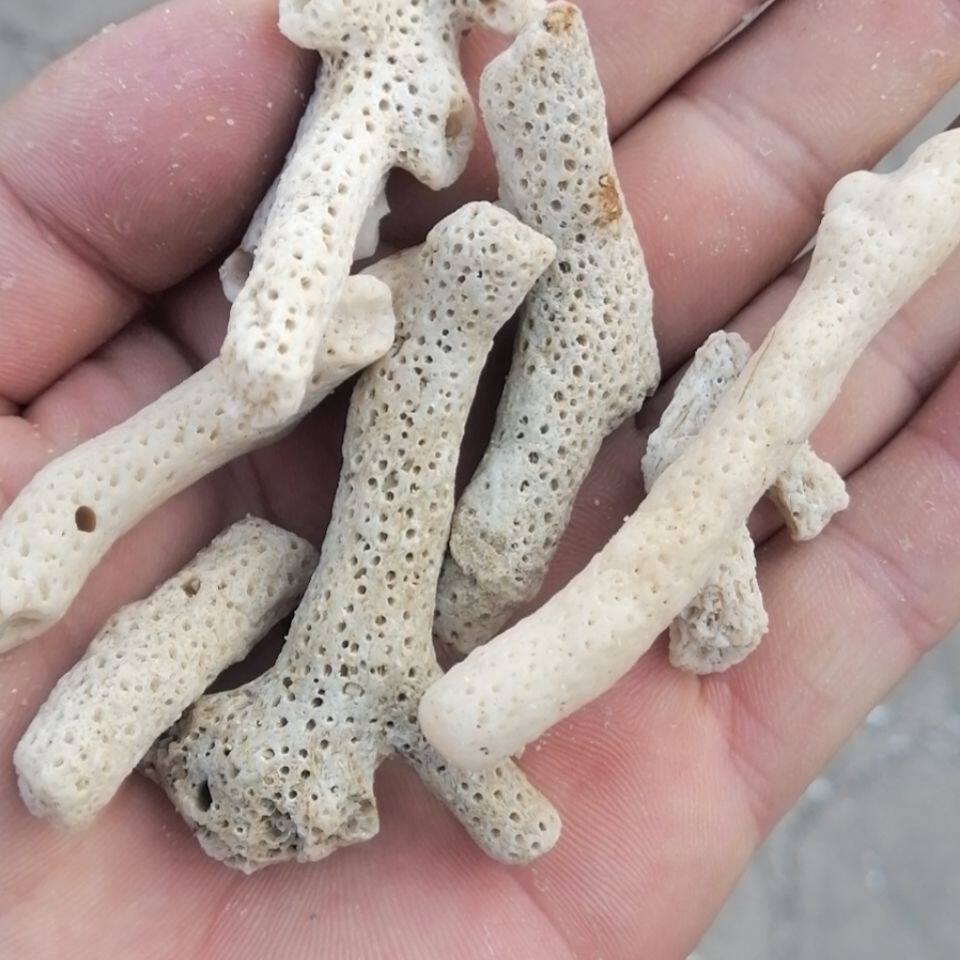 海缸滤材珊瑚骨鱼缸滤材优质珊瑚砂珊瑚石碎珊瑚骨装饰水族造景