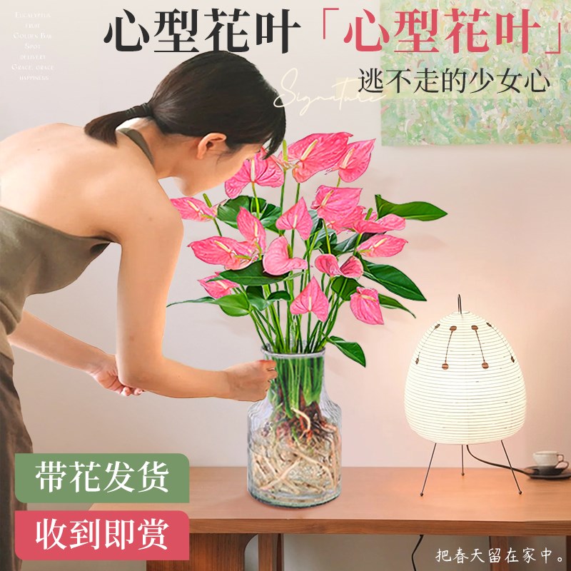 粉掌盆栽带花无土纯水培植物办公室内外好养桌面绿植物四季开花卉