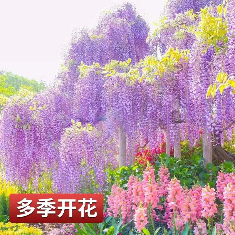 紫藤花树苗爬藤植物老桩室外攀爬庭院围墙四季开花苗盆栽紫藤萝蔓