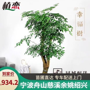 寧波慈溪 幸福樹室內(nèi)大盆景盆栽開業(yè)送禮植物走廊前臺(tái)接待V綠植