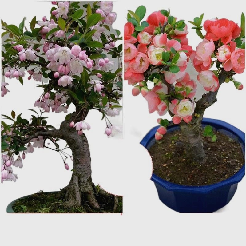 垂丝海棠花盆栽年花好养活室内绿植物鲜花卉盆景开花老桩四季树巧