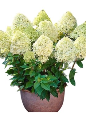 圆锥绣球花苗盆栽耐寒植物四季好养地栽植物石灰灯香草草莓苗大花