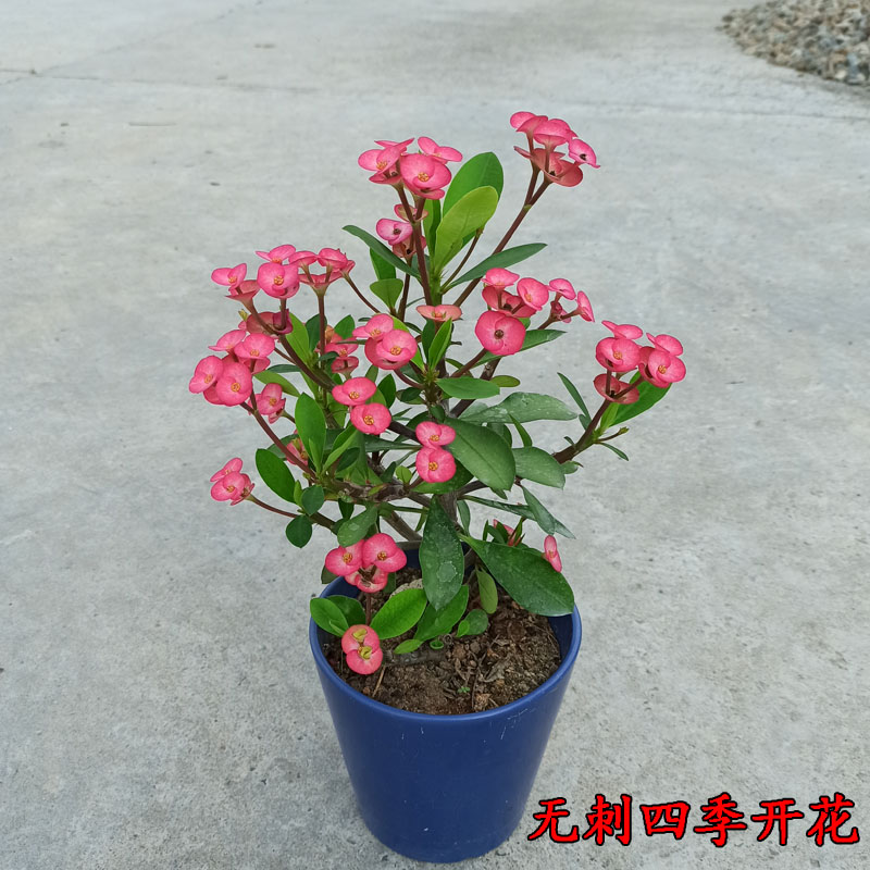 稀有新品种荧光粉无刺虎刺梅盆栽铁海棠常年开花耐旱耐暴晒花卉