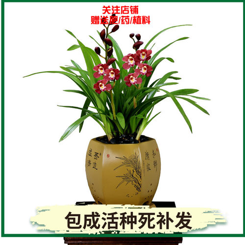 翁源兰花红花荷瓣墨兰带花红宝石好养除甲醛室内阳台绿植花卉盆栽