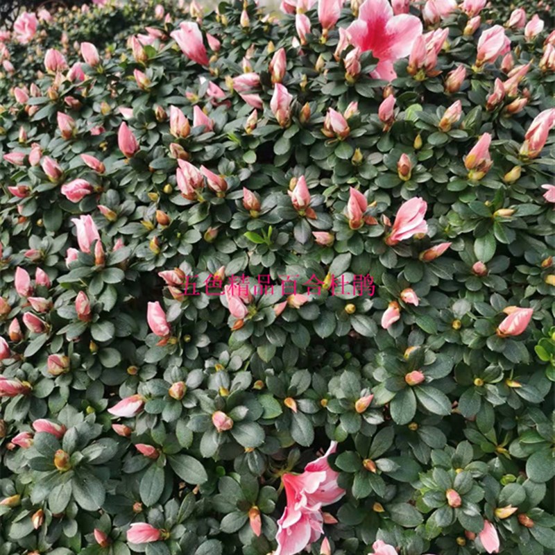 特大杜鹃爆盆百合盆栽庭院别墅绿植百合杜鹃精品原盆带土发货