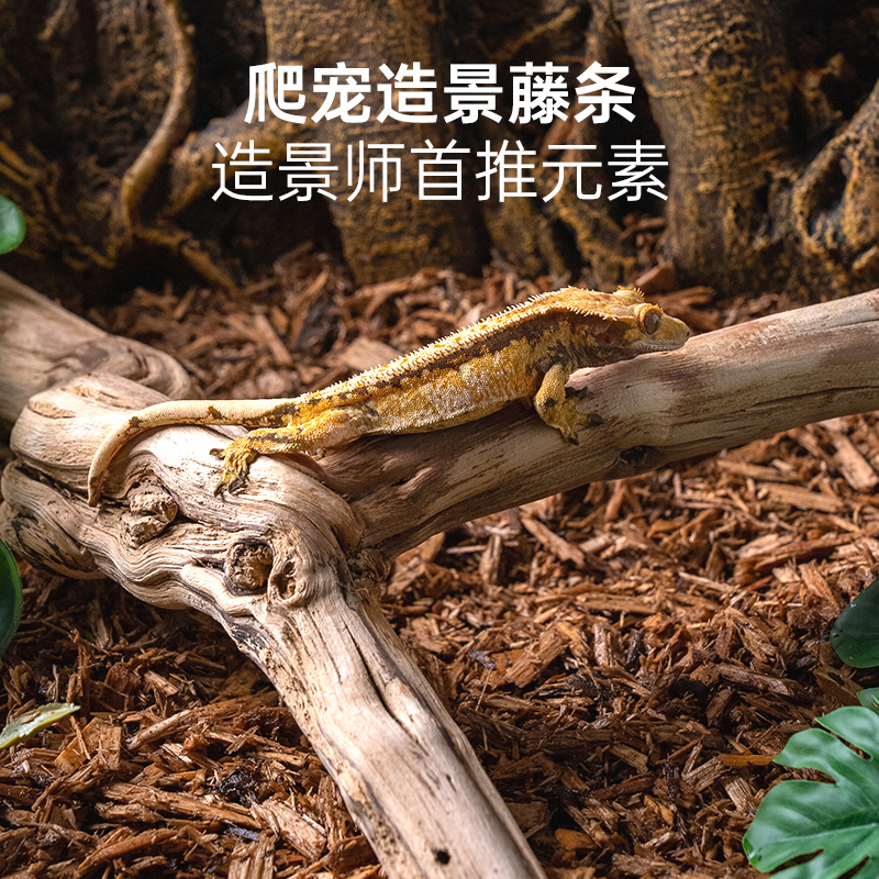 爬宠虫造景藤木霸王树栖装饰沉枯鬃狮蜥蜴睫角豹纹肥尾守宫晒背台