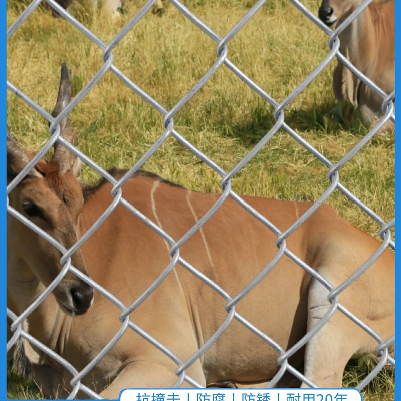 镀锌铁丝网围栏网养殖勾花网养狗钢丝网牛栏网护栏网养鸡网防护网