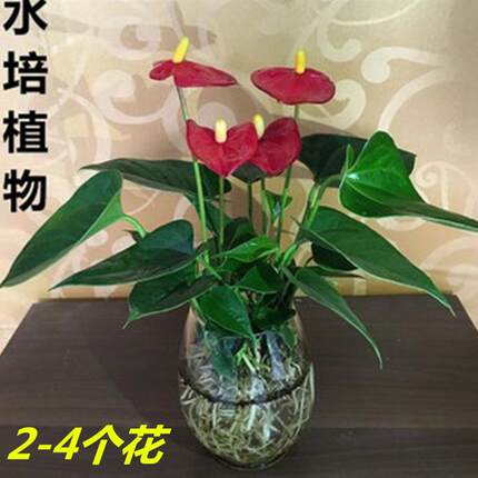 新品绿植 粉掌苗带花 室内盆栽植物 水培红掌绿萝 土培发财树包邮