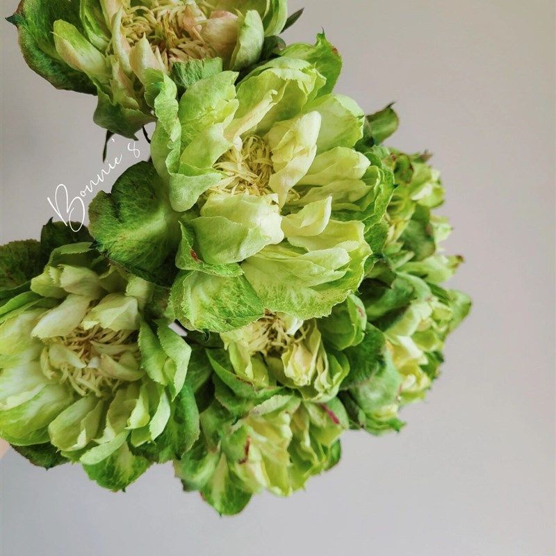 铃兰家  青草地 超新品月季厄瓜多尔切花玫瑰花苗绿色大花盆栽,鲜花速递/花卉仿真/绿植园艺,月季/蔷薇/玫瑰,淘宝优惠券,粉丝福利购,淘宝优惠卷