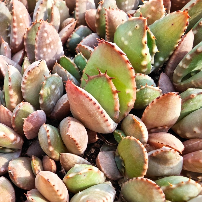 白疣实生王刺锦变种芦荟多肉植物花卉绿植室内盆栽阳台四季好养