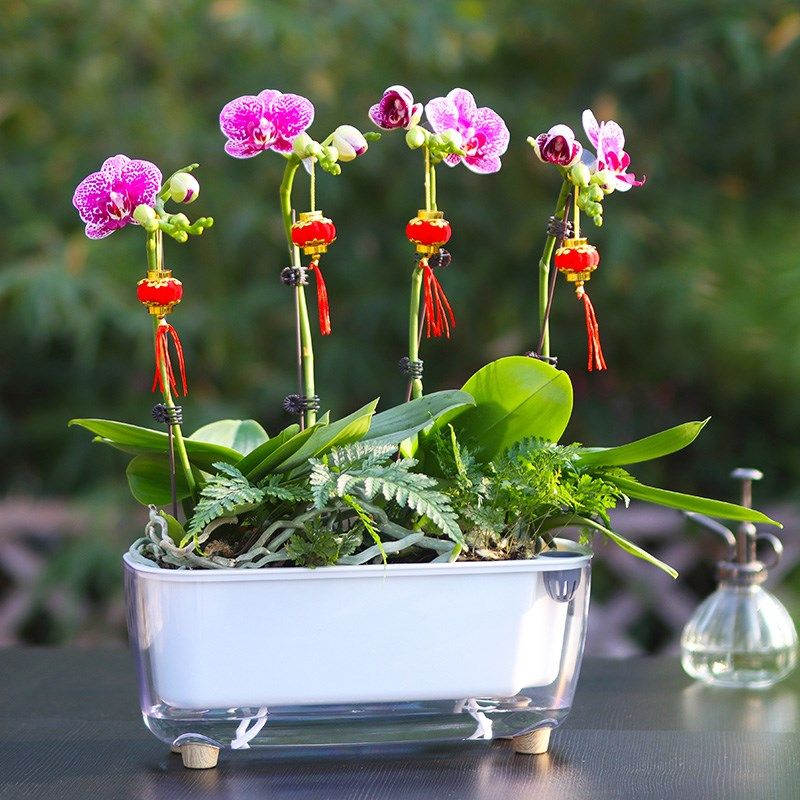 自吸水懒人花盆加厚塑料阳台种菜种花绿萝盆栽长方形室内储免浇水,鲜花速递/花卉仿真/绿植园艺,花盆,淘宝优惠券,粉丝福利购,淘宝优惠卷