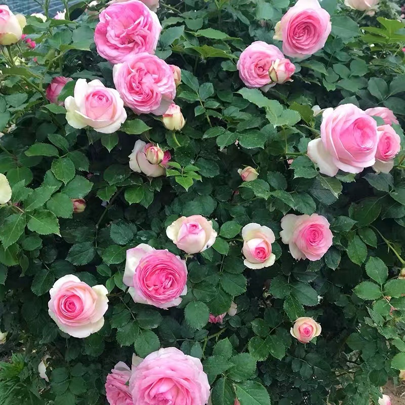 粉龙沙宝石藤本月季花苗粉龙庭院阳台盆栽爬藤植物蔷薇花苗玫瑰花