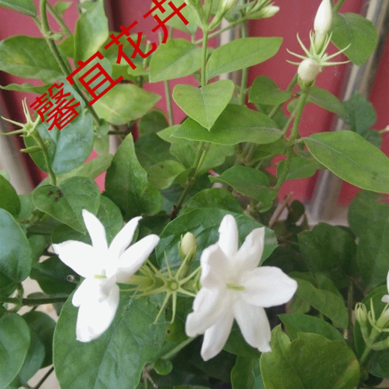 单瓣笔尖茉莉花带土球发货室内室外有氧四季盆栽绿植花卉盆景包邮