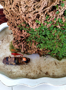 天然麦管石 吸水石假山盆景上水石 水秀石芦管石鱼缸造景