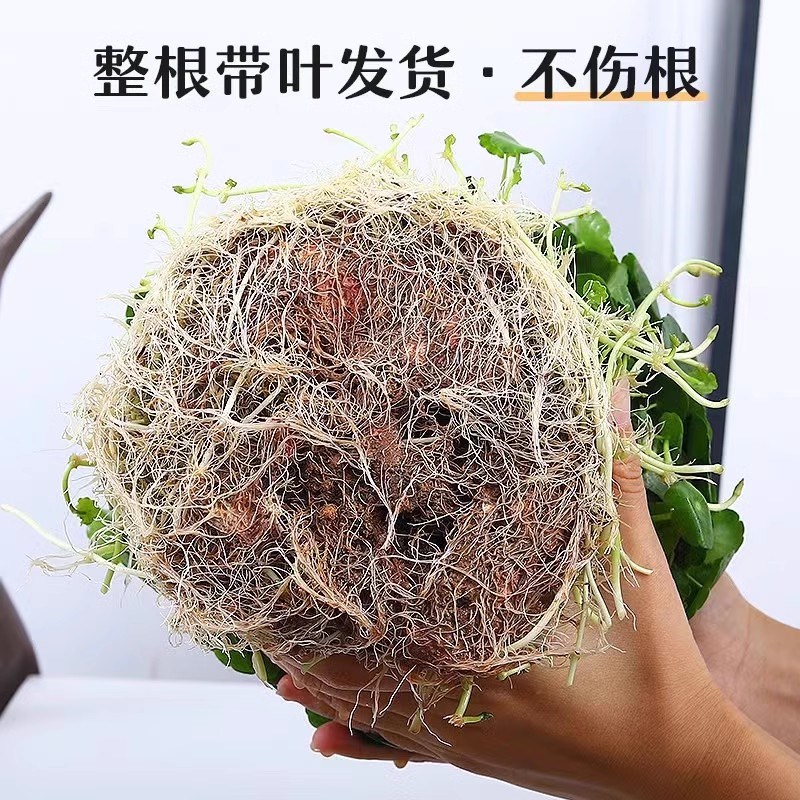 精品大叶铜钱草水培植物室内好养易活水养金钱草客厅旺宅绿植盆栽