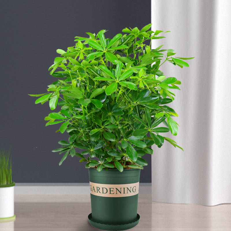 七叶莲水培盆栽招财树植物八方来财鸭脚木室内绿植花卉发财树水养