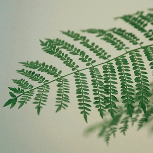 蓝花楹盆栽有造型的艺术盆景网红绿植大型室内办公室阳台植物开花