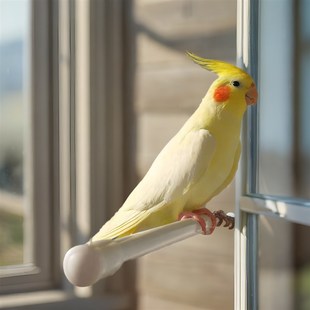 玄凤鹦鹉黄化珍珠原始灰能学说唱歌的宠物亲人粘人好上手活泼听话