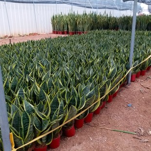 金边短叶矮脚虎皮兰除甲醛净化空气办公室盆栽室内客厅卧室绿植