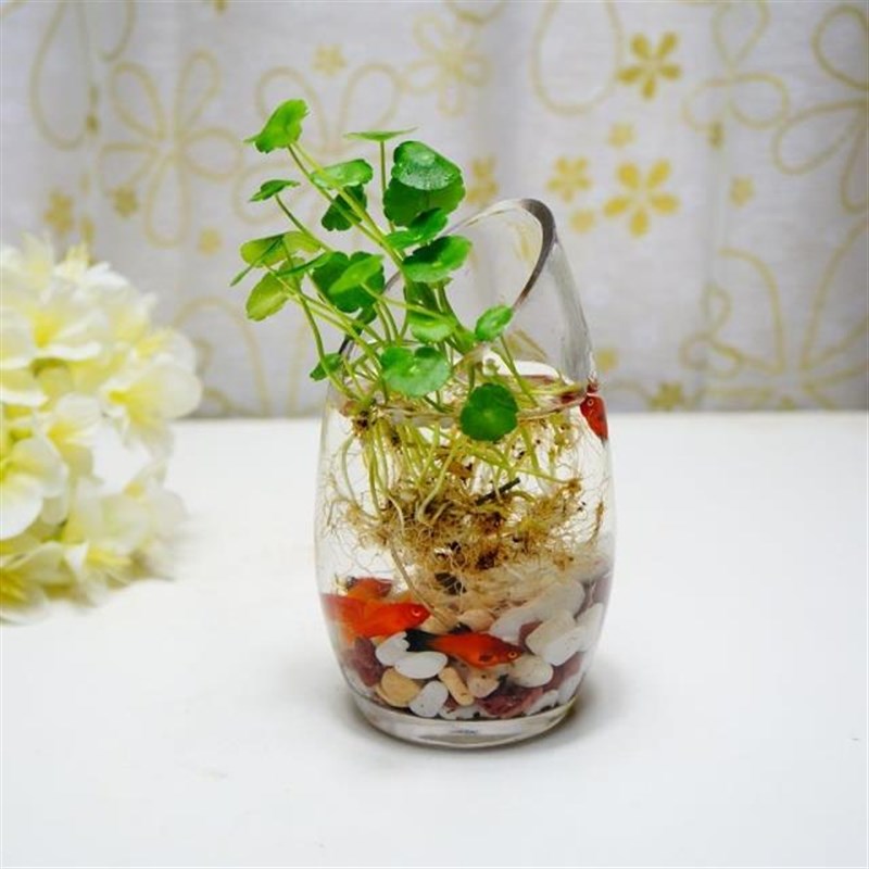 斜口水培植物玻璃花瓶透明培桌面摆设办公室桌面婚庆水养植物包邮