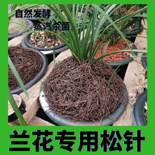 兰花专用松针土兰花专用土纯松针无土松针腐熟松针绿萝无土纯松针
