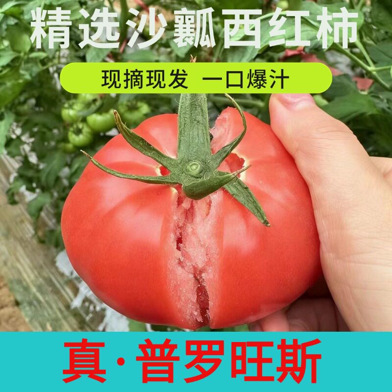 山东普罗旺斯沙面起沙鲜甜西红柿