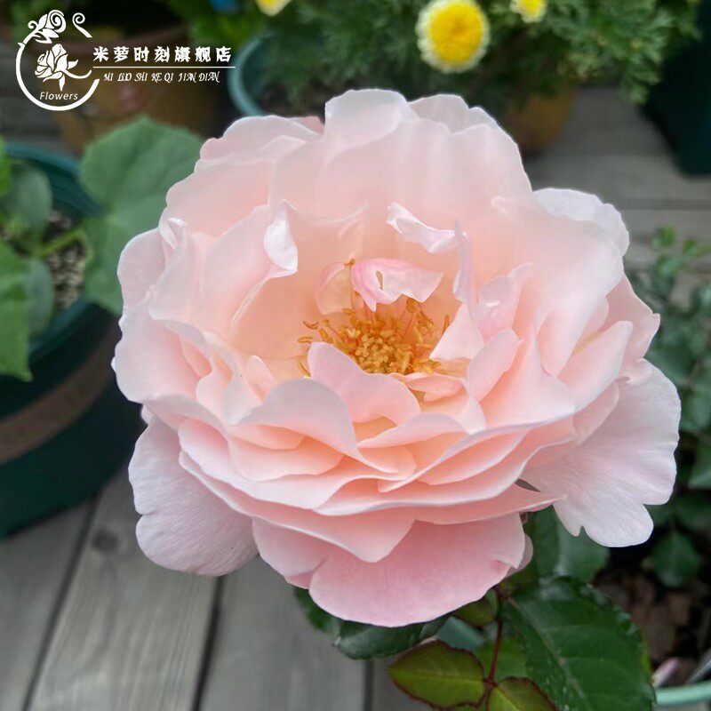 醉芙蓉月季花苗四季浓香灌木大花苗阳台盆栽庭院地栽切花玫瑰欧月