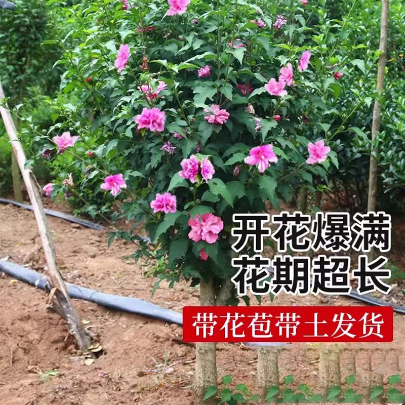 木槿花树苗可食用棒棒糖木槿花重瓣大苗阳台庭院盆栽耐寒四季开花