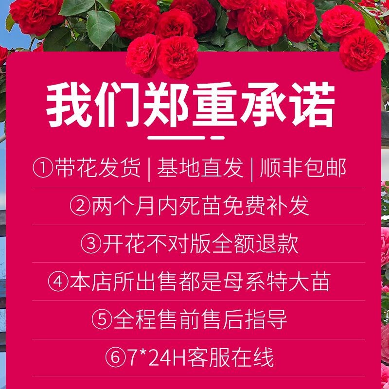 母本月季蔷薇花苗藤本月季浓香庭院爬藤植物阳台爬墙大花四季开