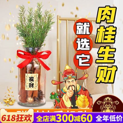 肉桂生财摆件玻璃瓶子diy材料包办公室卧室床头客厅工位车载家用