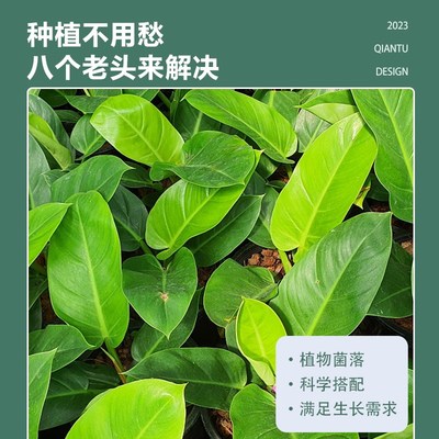 大叶金钻营养液黄叶卷边绿植通用型盆栽免稀释植物花肥料家用