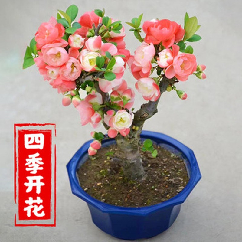 四季海棠花盆栽树苗重瓣花卉盆景老桩室内阳台庭院易活开花植物蓝