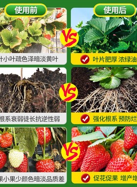 草莓专用肥营养液植物水培蔬菜水果绿植通用家用农家阳台盆栽肥料