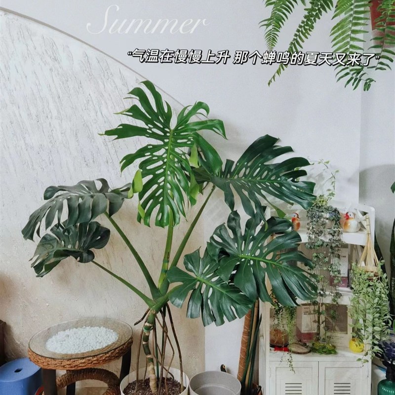 老桩龟背芋盆栽大型室内好养植物客厅观叶绿植净化空气除甲醛花卉