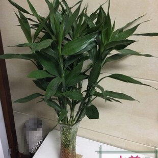 大叶富贵竹金边 有带老根可水养土培 好养易活办公桌面绿植物盆栽