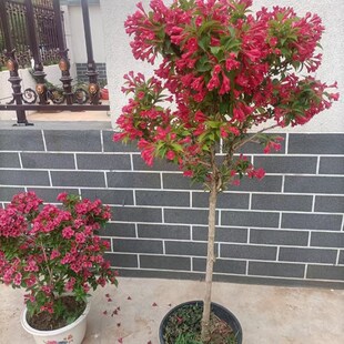 独杆棒棒糖锦带花树苗五彩锦带树粉色锦带树红王子锦带花叶锦带