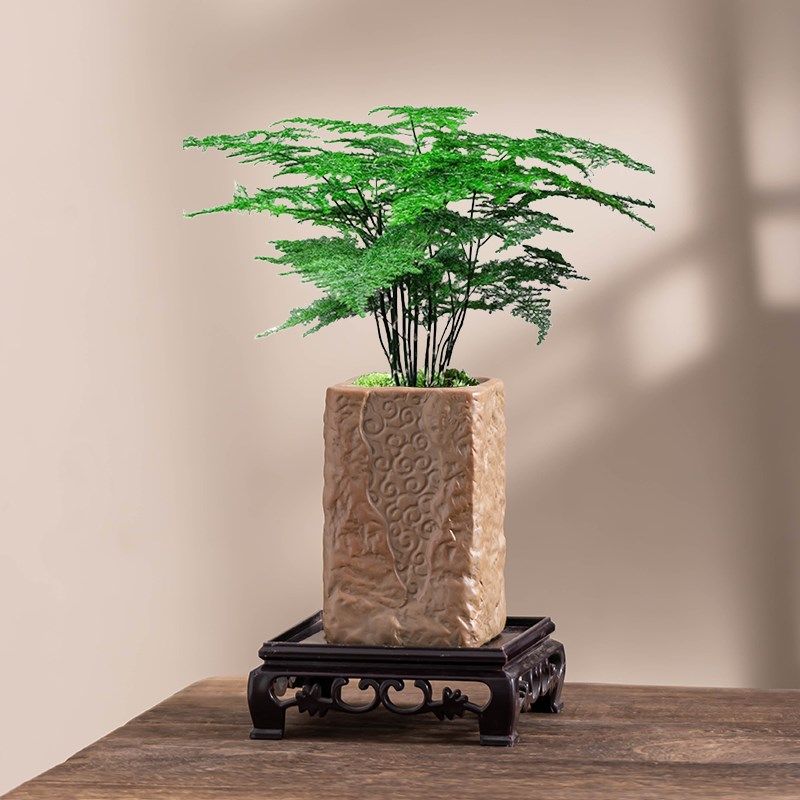 中式粗陶小叶紫檀花盆陶瓷透气家用桌面文竹绿植专用盆栽盆带托盘,鲜花速递/花卉仿真/绿植园艺,花盆,淘宝优惠券,粉丝福利购,淘宝优惠卷