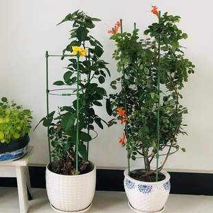 花支架圈防倒伏爬藤架子固定器盆栽造型花盆园艺花卉绿植物支撑杆
