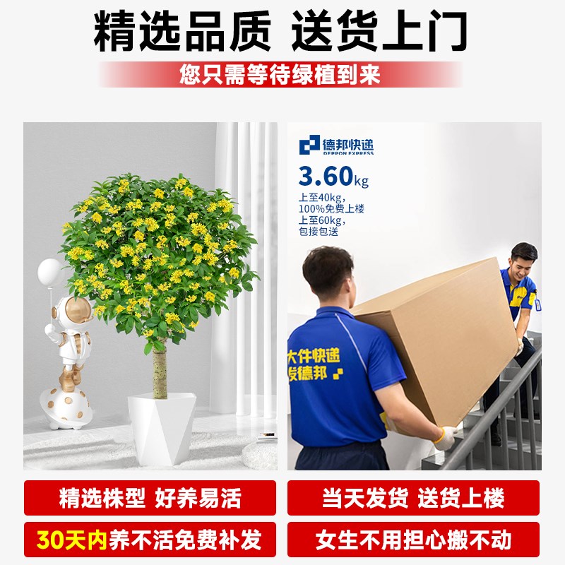 桂花盆栽客厅绿植室内大型植物禄植落地真花阳台办公室四季桂大树