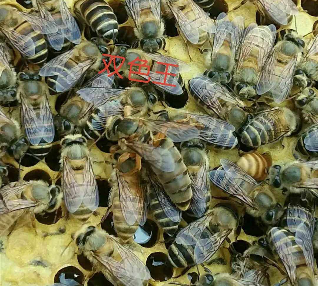 色王 优质中蜂王 蜜蜂王 杂交蜂王 新产卵王包活到手