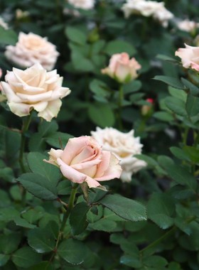 绿园美植  曼塔 切花月季复古银灰白色高级尖瓣玫瑰庭院阳台盆栽