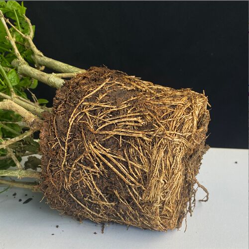 重瓣茉莉花护心土可盆栽地栽新鲜茉莉花苗