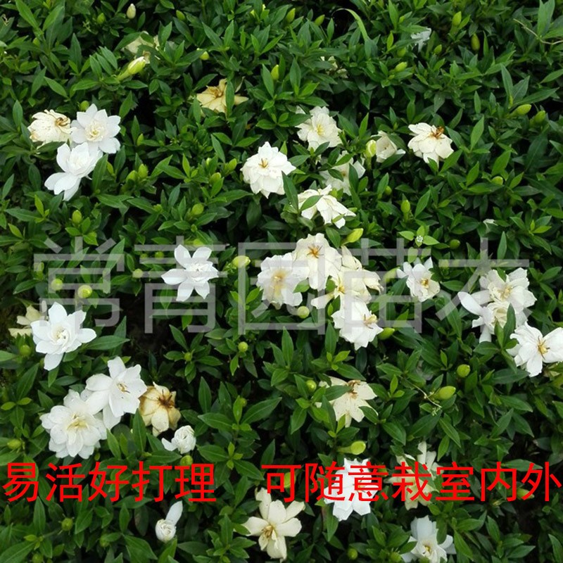 栀子花树苗盆栽四季绿植阳台大叶小叶牡丹桅子花室外庭院枝枝花