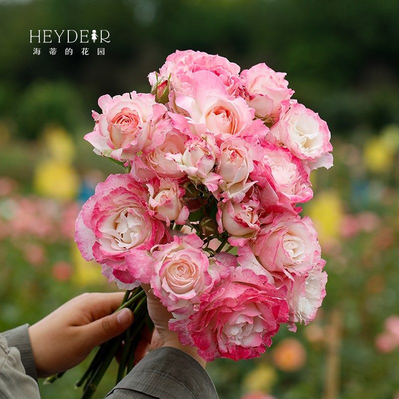 海蒂的花园六翼天使河本月季勤花抗病灌木花卉阳台庭院植物盆栽苗,鲜花速递/花卉仿真/绿植园艺,月季/蔷薇/玫瑰,淘宝优惠券,粉丝福利购,淘宝优惠卷