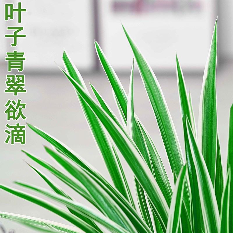 金边吊兰水培植物盆栽室内绿植花卉好养植物四季客厅净化空气花草