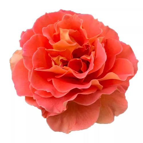 铜管乐队月季花苗大花多季玫瑰香盆栽阳台玫瑰花庭院勤花灌木杏色