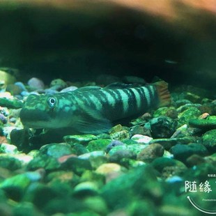 西瓜天使苏门天使宽额秃头鲨犬首秃头鲨啃藻鱼淡水鱼漂亮的观赏鱼