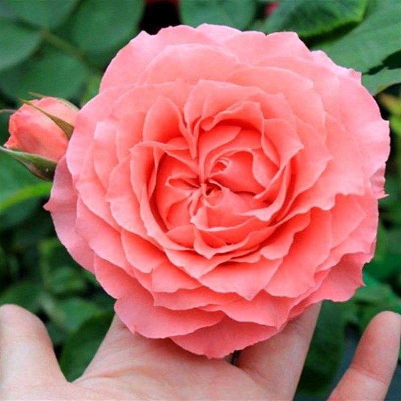 珊瑚果冻月季花苗四季可盆栽玫瑰开花特大花藤本花树蔷薇爬藤小苗