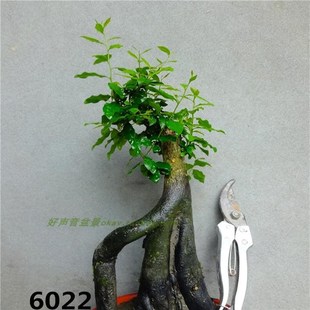 金弹子金蛋子黑塔子棘柿金胆子盆景盆栽桩熟桩公树雄树桩雄桩